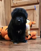 Male 1, a male German Shepherd Dog for sale in Leonard, MI – 6 of 6