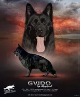 Male 1, a male German Shepherd Dog for sale in Leonard, MI – 2 of 6