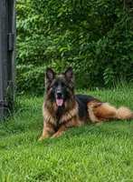 Male 1, a male German Shepherd Dog for sale in Leonard, MI – 3 of 6