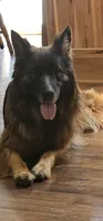 Male 1, a male German Shepherd Dog for sale in Leonard, MI – 5 of 6