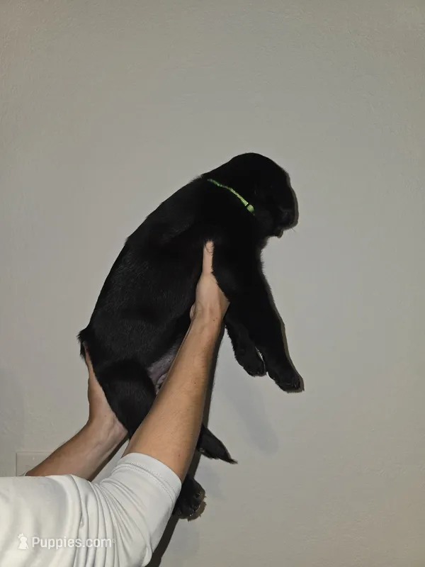 green – Labrador Retriever puppy for sale in North Port, FL