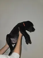 yellow, a male Labrador Retriever for sale in North Port, FL – 2 of 2