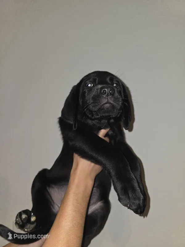 yellow – Labrador Retriever puppy for sale in North Port, FL
