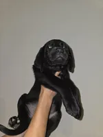 yellow, a male Labrador Retriever for sale in North Port, FL – 1 of 2