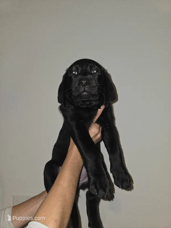 yellow – Labrador Retriever puppy for sale in North Port, FL