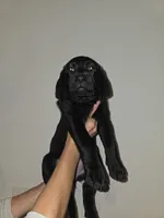 green, a female Labrador Retriever for sale in North Port, FL – 2 of 2