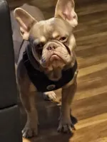 Millie, a female French Bulldog for sale in Columbus, GA – 9 of 10