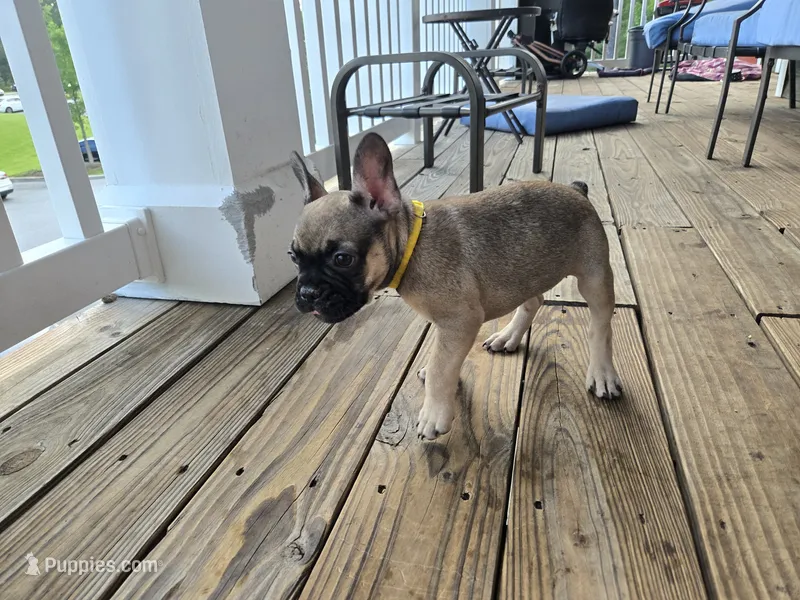 Millie – French Bulldog puppy for sale in Columbus, GA