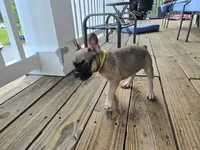 Millie, a female French Bulldog for sale in Columbus, GA – 1 of 10