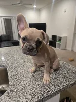 Bernice, a female French Bulldog for sale in Columbus, GA – Photo 1 of 8