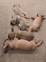 Bernice, a female French Bulldog for sale in Columbus, GA – Photo 7 of 8