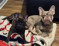 Bernice, a female French Bulldog for sale in Columbus, GA – Photo 8 of 8