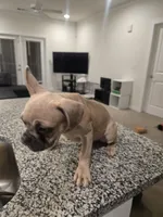 Bernice, a female French Bulldog for sale in Columbus, GA – Photo 4 of 8