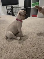 Bernice, a female French Bulldog for sale in Columbus, GA – Photo 3 of 8