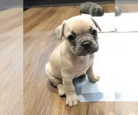 Bernice, a female French Bulldog for sale in Columbus, GA – Photo 5 of 8