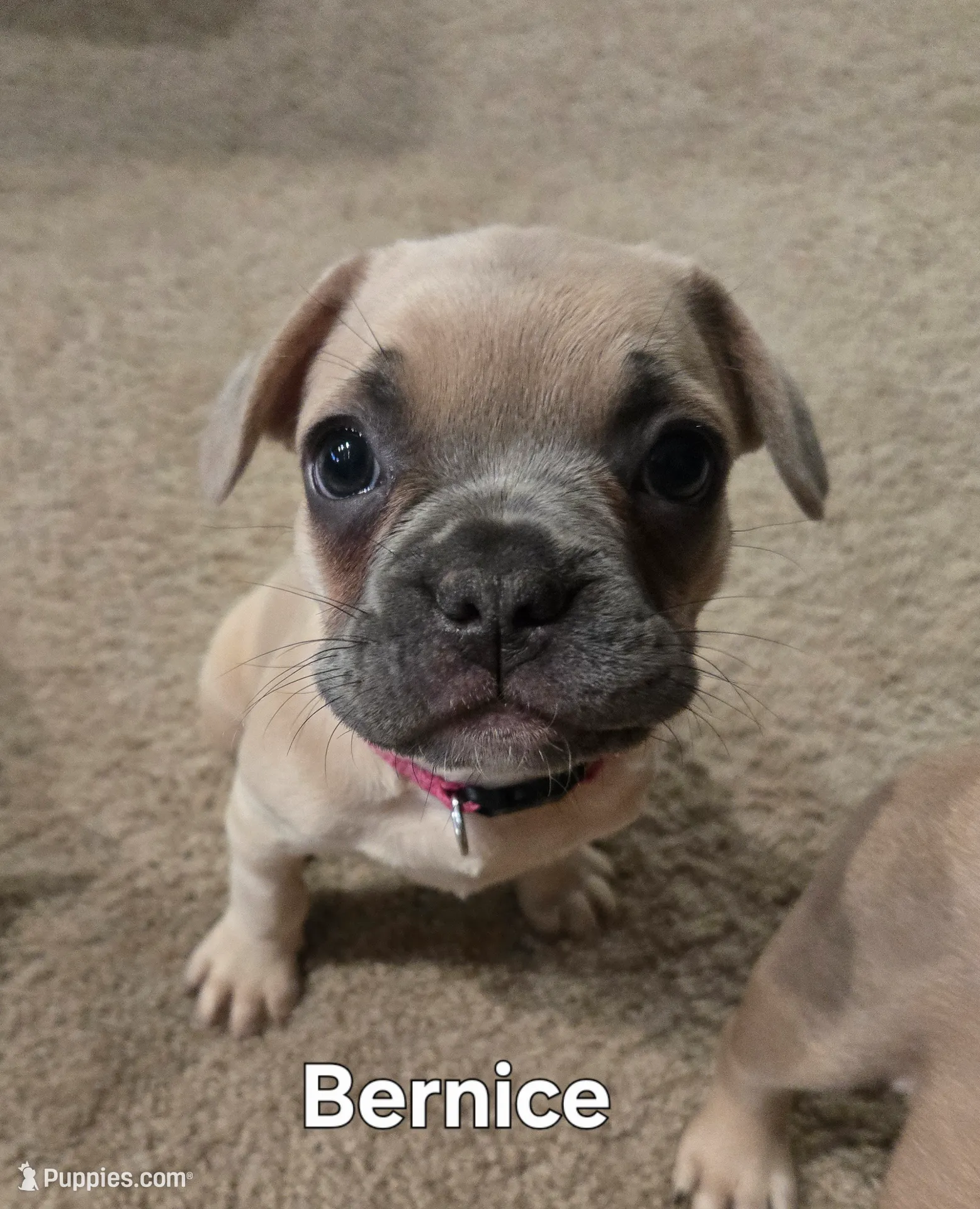 Bernice, a female French Bulldog for sale in Columbus, GA – Photo 6 of 8
