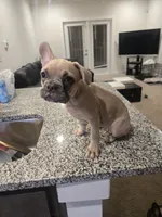 Bernice, a female French Bulldog for sale in Columbus, GA – Photo 2 of 8