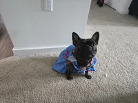 Millie, a female French Bulldog for sale in Columbus, GA – 8 of 10
