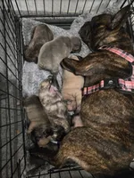 Millie, a female French Bulldog for sale in Columbus, GA – 6 of 10