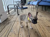Millie, a female French Bulldog for sale in Columbus, GA – 9 of 10
