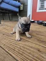 Millie, a female French Bulldog for sale in Columbus, GA – 4 of 10