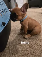 Bruno, a male French Bulldog for sale in Columbus, GA – Photo 5 of 8