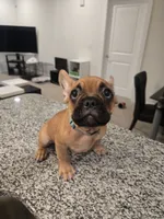 Bruno, a male French Bulldog for sale in Columbus, GA – Photo 2 of 8