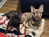 Bruno, a male French Bulldog for sale in Columbus, GA – Photo 8 of 8