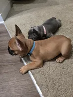 Bruno, a male French Bulldog for sale in Columbus, GA – Photo 6 of 8