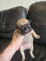 Millie, a female French Bulldog for sale in Columbus, GA – 5 of 10