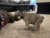 Millie, a female French Bulldog for sale in Columbus, GA – 3 of 10