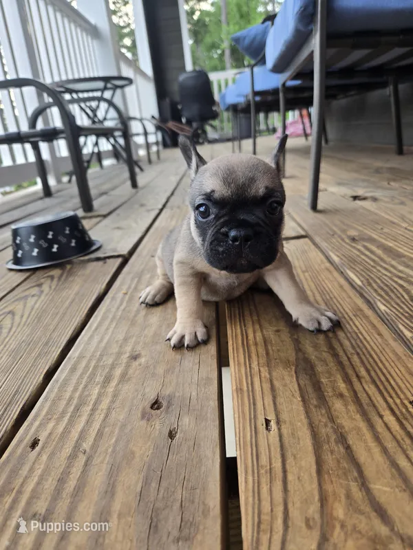 Millie – French Bulldog puppy for sale in Columbus, GA