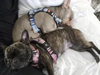Millie, a female French Bulldog for sale in Columbus, GA – 10 of 10
