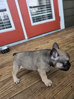 Millie, a female French Bulldog for sale in Columbus, GA – 2 of 10
