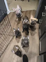 Millie, a female French Bulldog for sale in Columbus, GA – 10 of 10