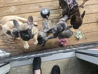Millie, a female French Bulldog for sale in Columbus, GA – 8 of 10