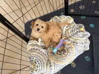 Fanta , a female Goldendoodle for sale in Euless, TX – 3 of 5