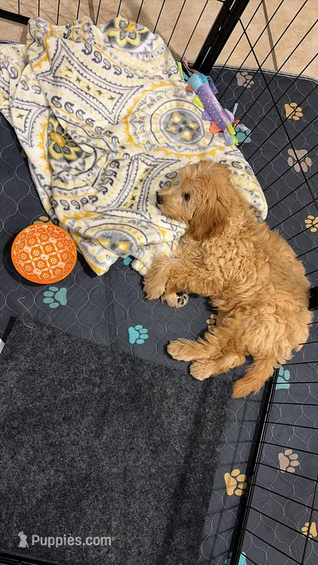 Fanta  – Goldendoodle puppy for sale in Euless, TX