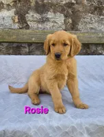 Rosie, a female Golden Retriever for sale in Taft, TN – Photo 4 of 5