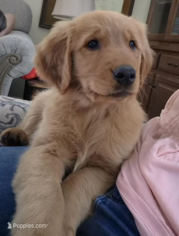 Rosie, a female Golden Retriever for sale in Taft, TN – Photo 1 of 5