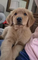Rosie, a female Golden Retriever for sale in Taft, TN – Photo 2 of 5