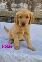 Rosie, a female Golden Retriever for sale in Taft, TN – Photo 5 of 5