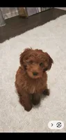 GiGi, a female Goldendoodle for sale in Phoenix, AZ – 8 of 10