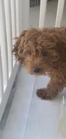 GiGi, a female Goldendoodle for sale in Phoenix, AZ – 4 of 10