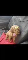 GiGi, a female Goldendoodle for sale in Phoenix, AZ – 5 of 10