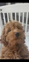 GiGi, a female Goldendoodle for sale in Phoenix, AZ – 3 of 10