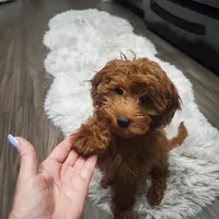 GiGi, a female Goldendoodle for sale in Phoenix, AZ – 10 of 10