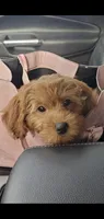 GiGi, a female Goldendoodle for sale in Phoenix, AZ – 7 of 10