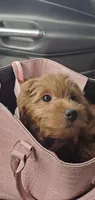 GiGi, a female Goldendoodle for sale in Phoenix, AZ – 6 of 10