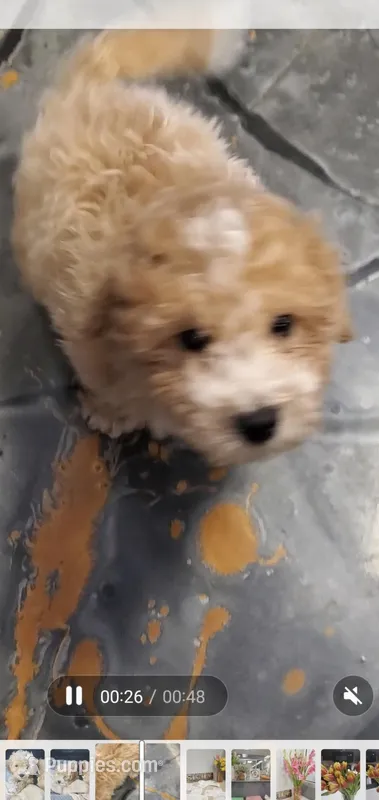 HONEY – Cavapoo puppy for sale in Phoenix, AZ